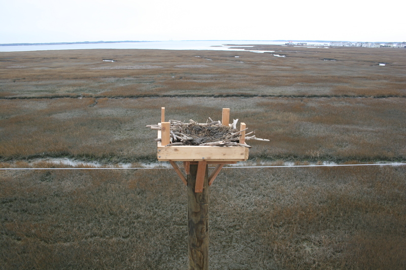 This osprey platform at Indian River Inlet provides the birds with a safer place to nest. SOURCE SUBMITTED